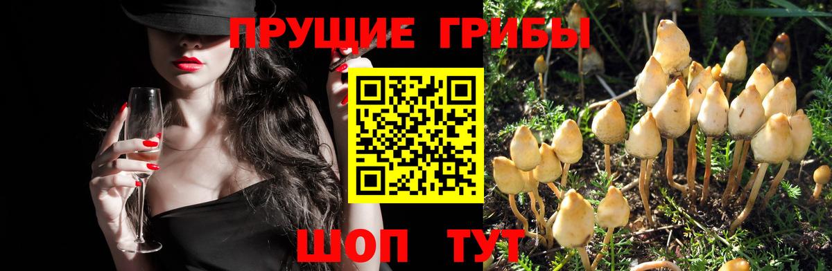 Дедовск  Псилоцибиновые грибы MAGIC MUSHROOMS  Вход с VPN 